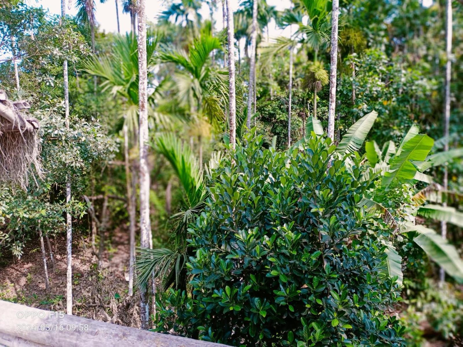 Streaming Valley Independent Coffee Estate Stay Madikeri Bagian luar foto